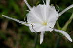 Northern spiderlily